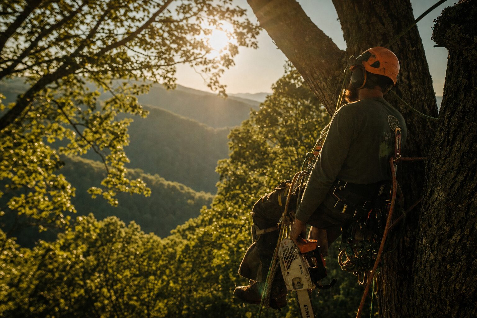 An arborist working high in an East Tennessee tree at golden hour, with the Smoky Mountains in the distance.