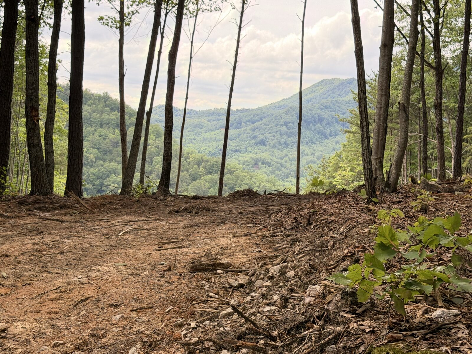 Cleared building pad with a straight line of hardwood trunks framing a long-range Smoky Mountain view