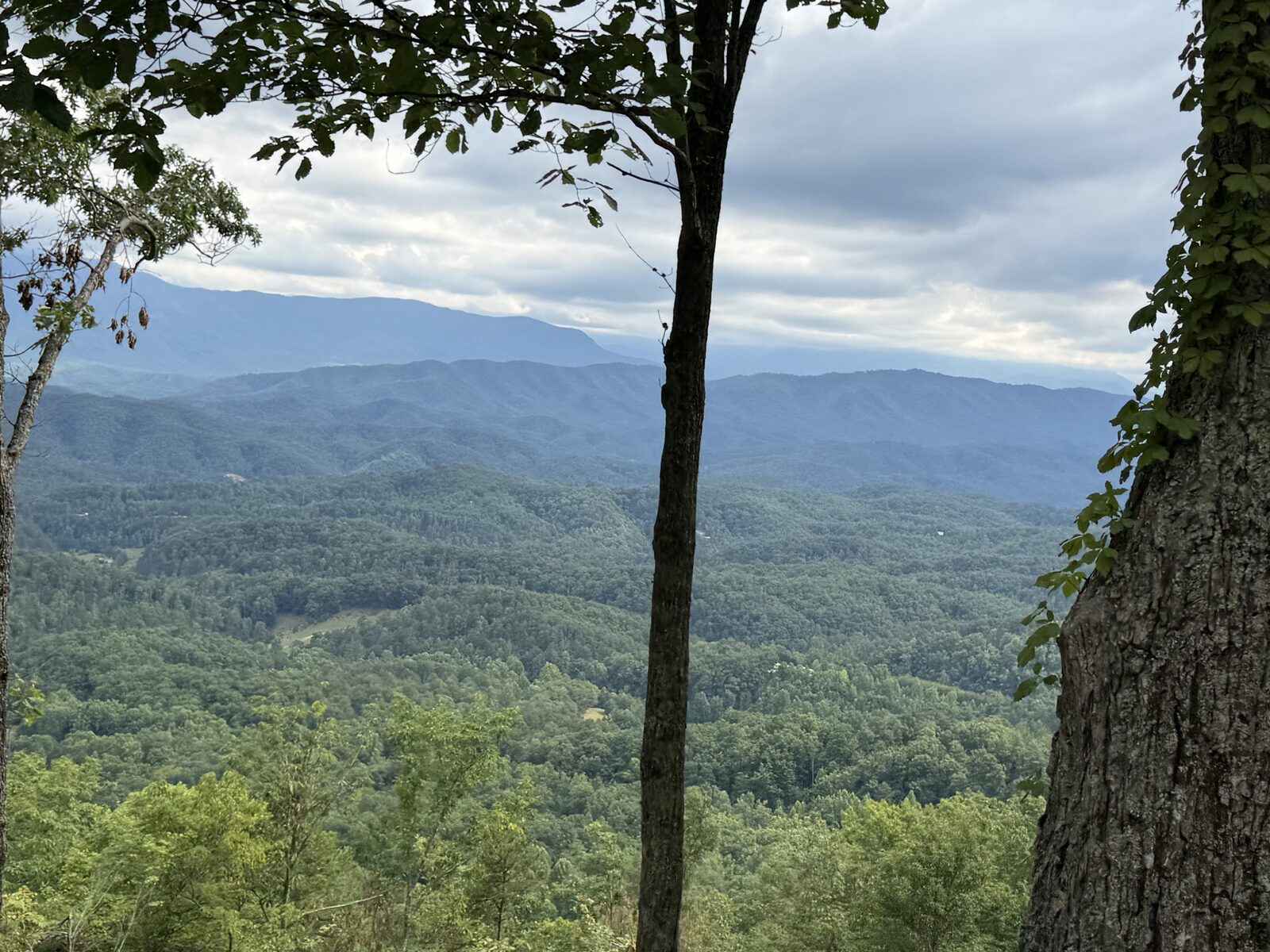 Layered Smoky Mountain ridges seen through carefully thinned trees on the property